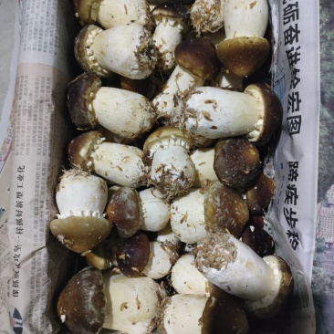 球盖菇