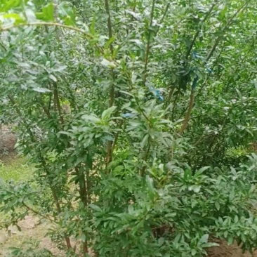 丛生石榴树，牡丹石榴树