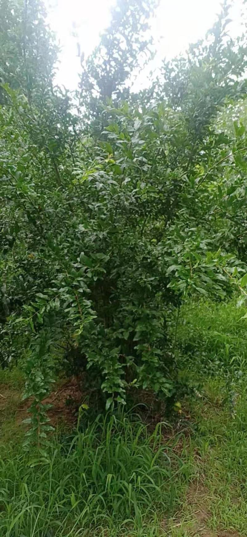 丛生石榴树，牡丹石榴树