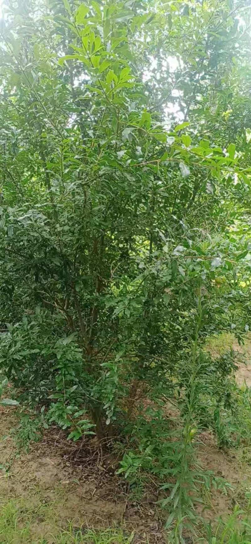 丛生石榴树，牡丹石榴树