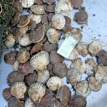 鲜活虾夷贝