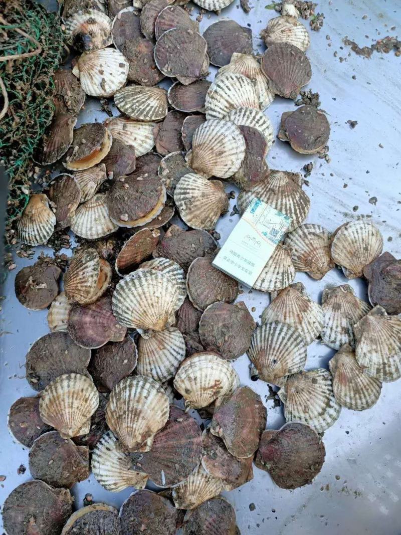 鲜活虾夷贝