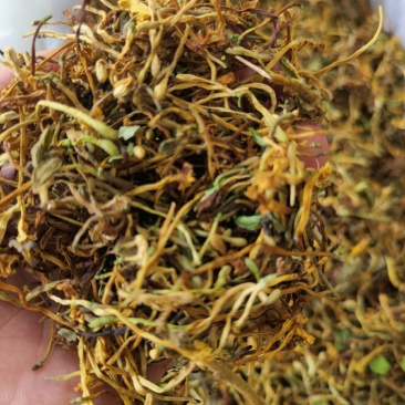 野生金银花