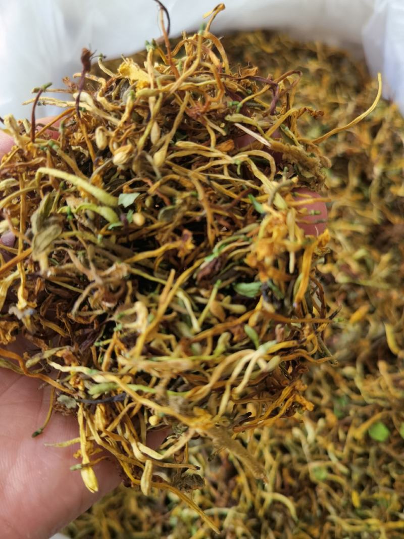 野生金银花