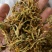 野生金银花
