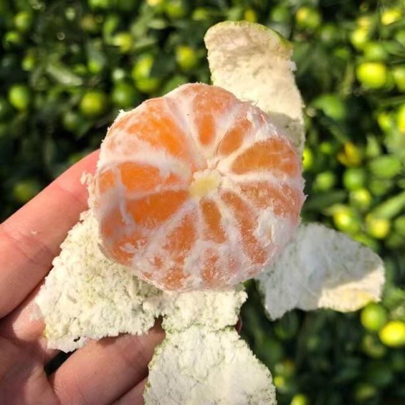 湖北蜜橘，甜入人心，保质保量！随行就市！