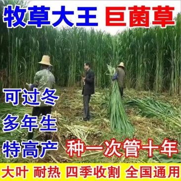 进口杂交高产巨菌草种子四季牧草冻不死多年生养猪牛羊鸡鸭鹅