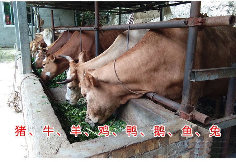 进口杂交高产巨菌草种子四季牧草冻不死多年生养猪牛羊鸡鸭鹅
