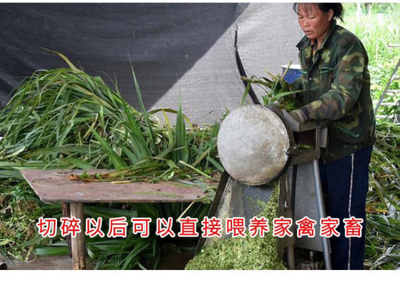进口杂交高产巨菌草种子四季牧草冻不死多年生养猪牛羊鸡鸭鹅
