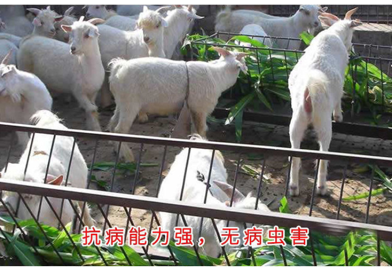 进口杂交高产巨菌草种子四季牧草冻不死多年生养猪牛羊鸡鸭鹅