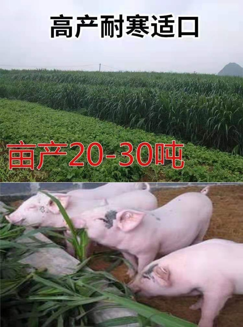 进口杂交高产巨菌草种子四季牧草冻不死多年生养猪牛羊鸡鸭鹅