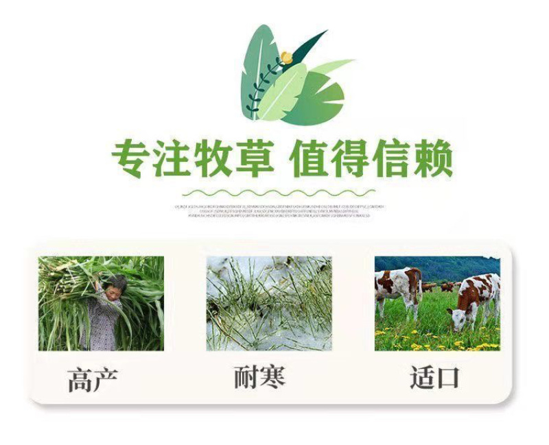进口杂交高产巨菌草种子四季牧草冻不死多年生养猪牛羊鸡鸭鹅