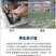 进口杂交高产巨菌草种子四季牧草冻不死多年生养猪牛羊鸡鸭鹅
