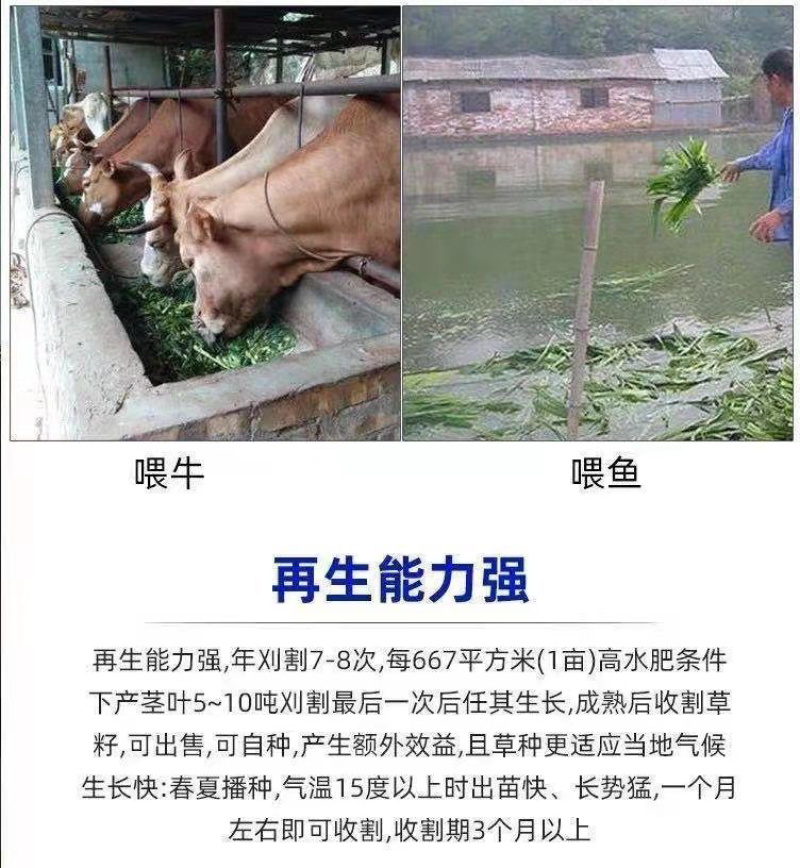 进口杂交高产巨菌草种子四季牧草冻不死多年生养猪牛羊鸡鸭鹅