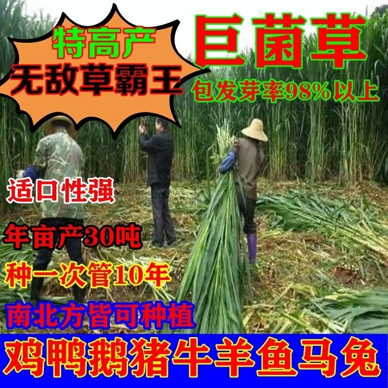 进口杂交高产巨菌草种子四季牧草冻不死多年生养猪牛羊鸡鸭鹅