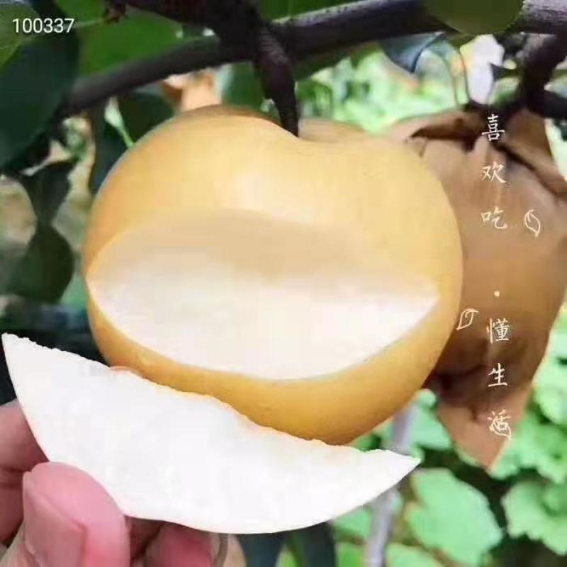 精品梨，丰水梨，一手货源，产地直销。视频看货