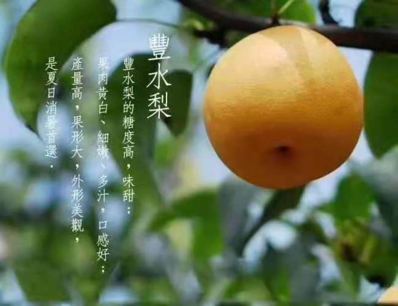 精品梨，丰水梨，一手货源，产地直销。视频看货