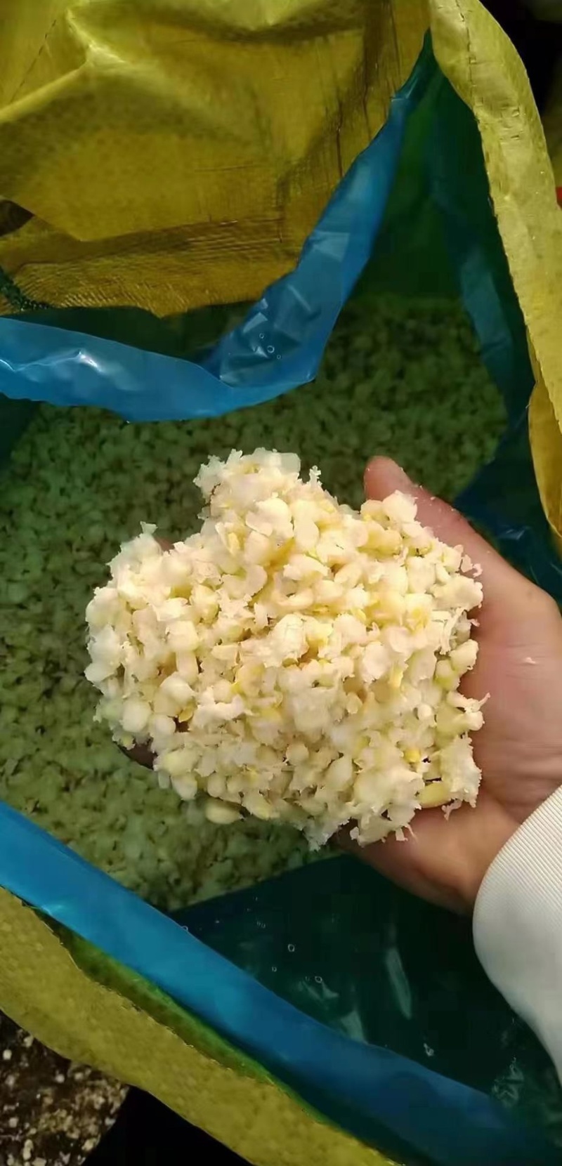 自产自销发酵熟玉米适用于鸡鸭鹅猪牛羊等各种家禽