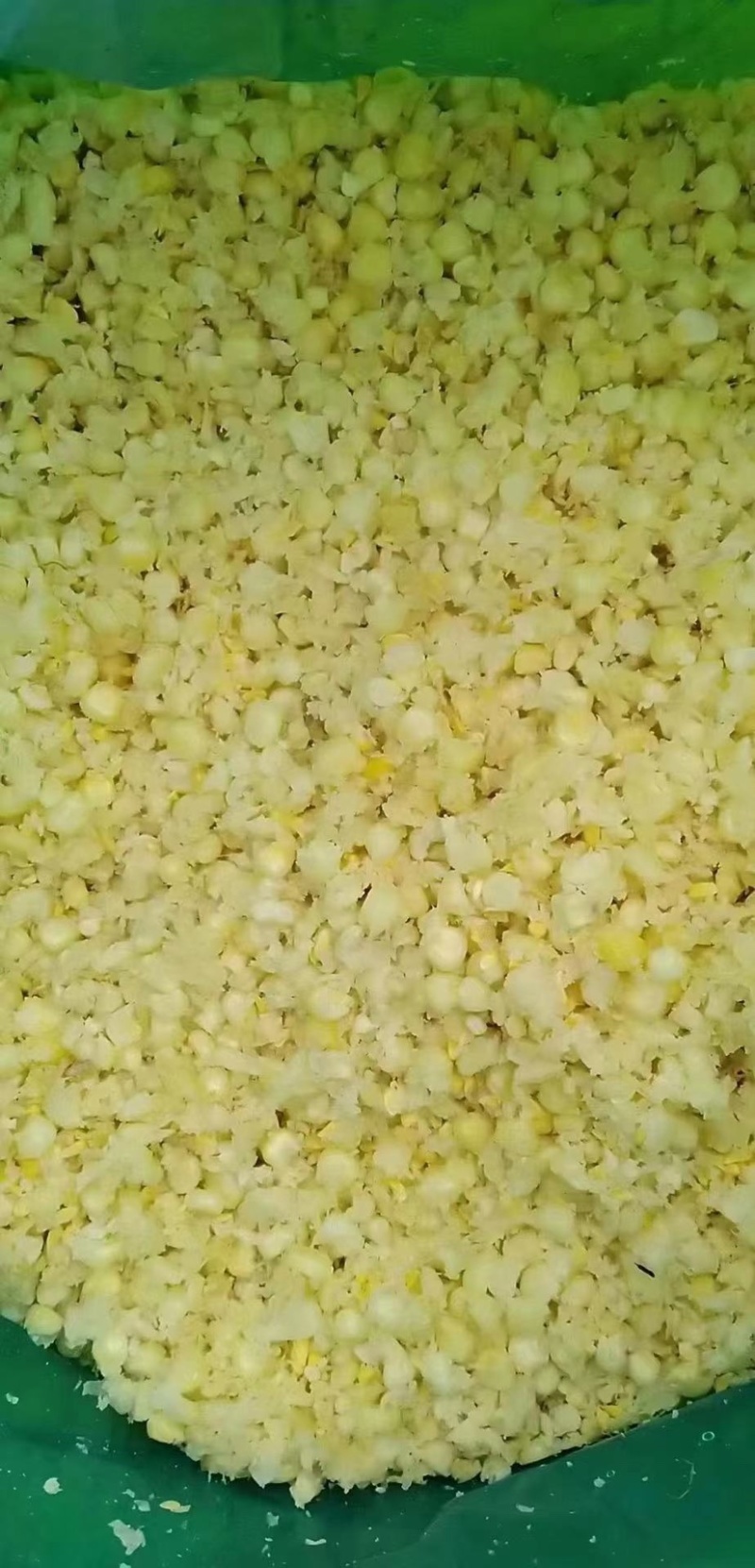 自产自销发酵熟玉米适用于鸡鸭鹅猪牛羊等各种家禽