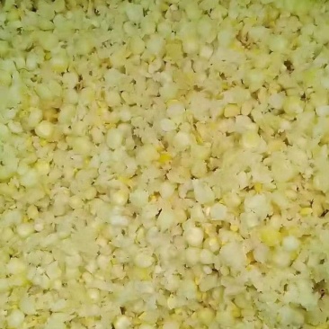 自产自销发酵熟玉米适用于鸡鸭鹅猪牛羊等各种家禽