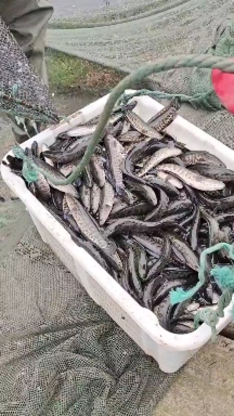 出售优质精品黑鱼苗，全国发货，送货上门免费指导养殖技术