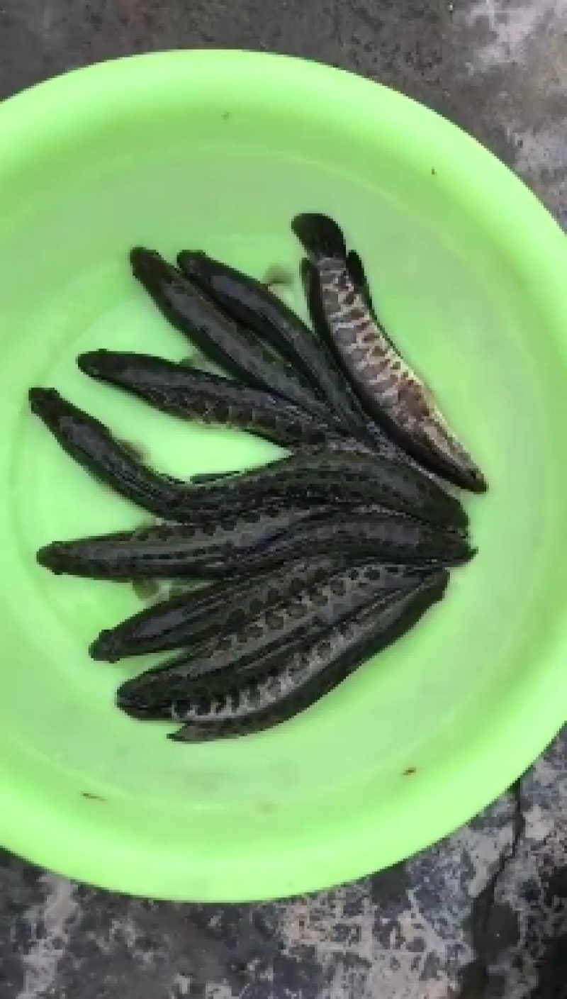 出售优质精品黑鱼苗，全国发货，送货上门免费指导养殖技术