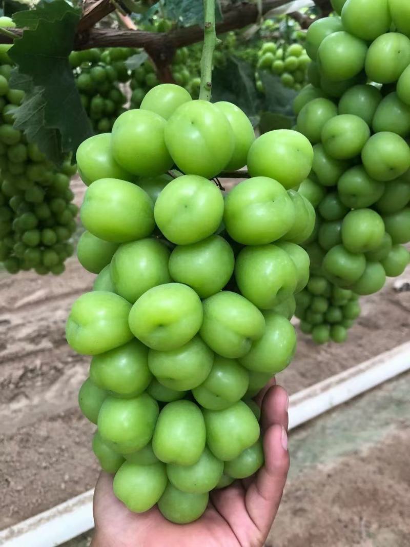 【阳光玫瑰】精品阳光玫瑰葡萄，颗粒大，口感好，欢迎联系