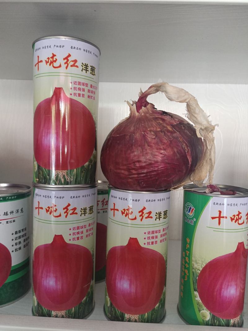 十吨红适宜甘肃新疆内蒙种植色泽红亮个头大抗裂