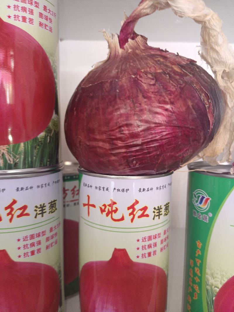 十吨红适宜甘肃新疆内蒙种植色泽红亮个头大抗裂