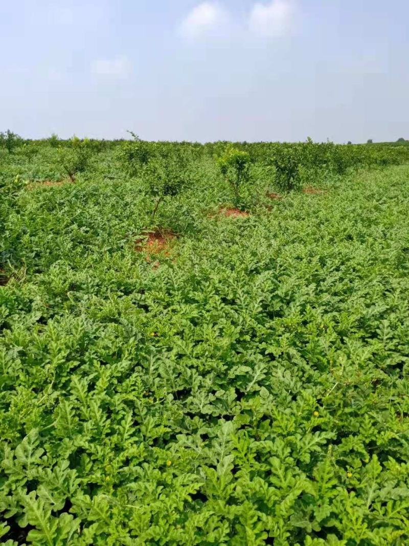 西瓜:熟度好口感好保质保量