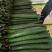 精品刺黄瓜，亮条黄瓜，顶花带刺，全年供应