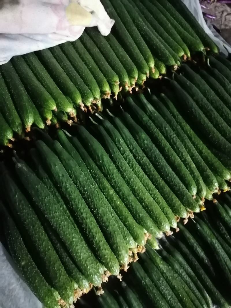 精品刺黄瓜，亮条黄瓜，顶花带刺，全年供应