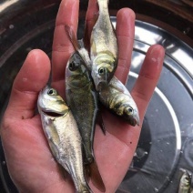 优质小花鲢鱼苗，全国发货送货上门免费指导养殖技术