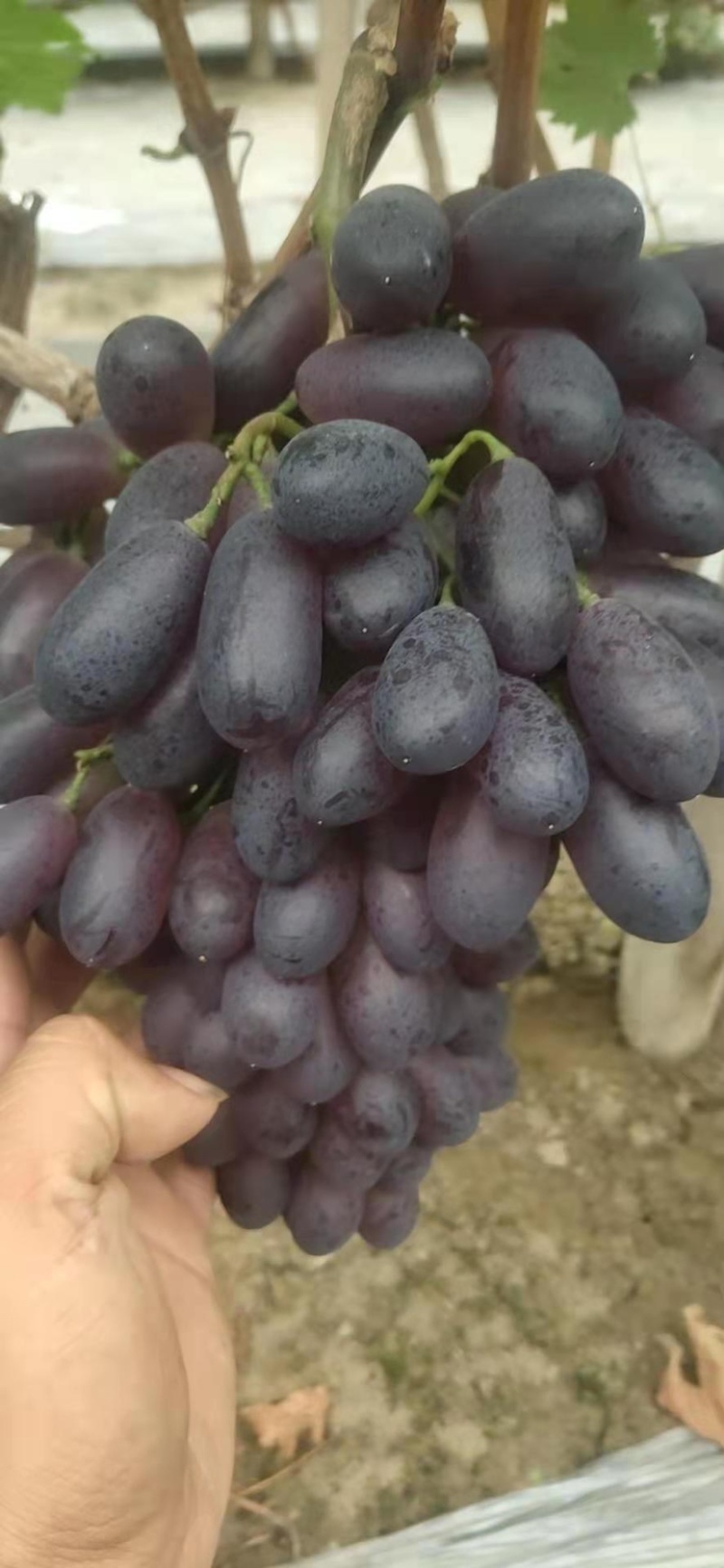 紫甜无核葡萄大量上市，一手货源可视频看货