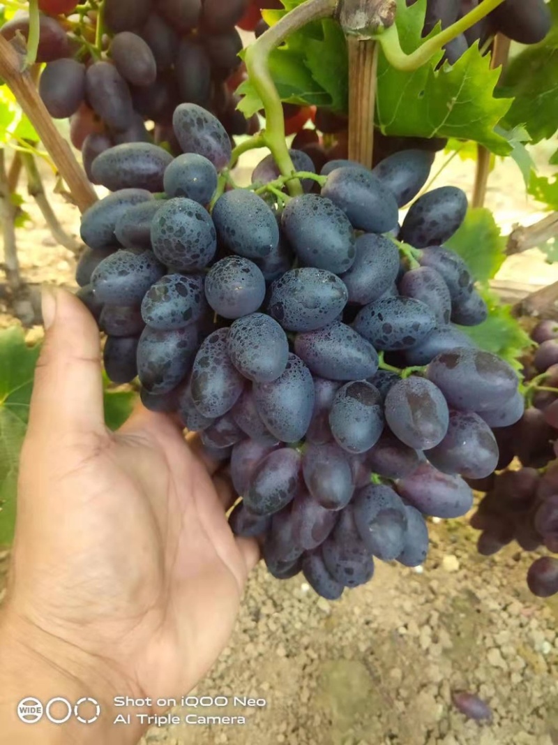 紫甜无核葡萄大量上市，一手货源可视频看货