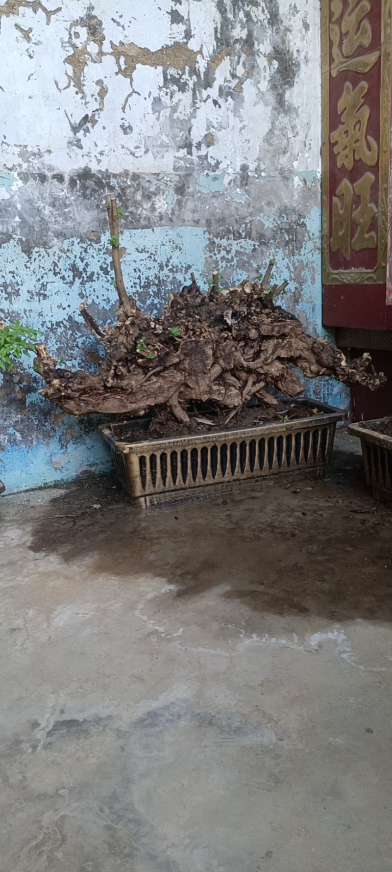 黄荆桩