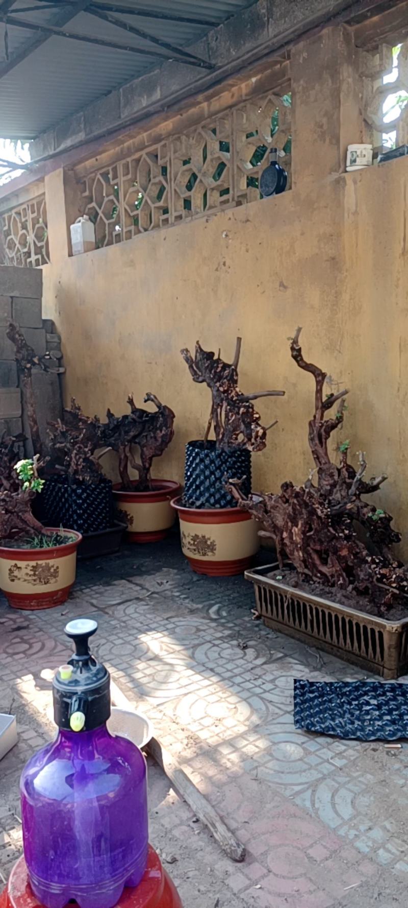 黄荆桩