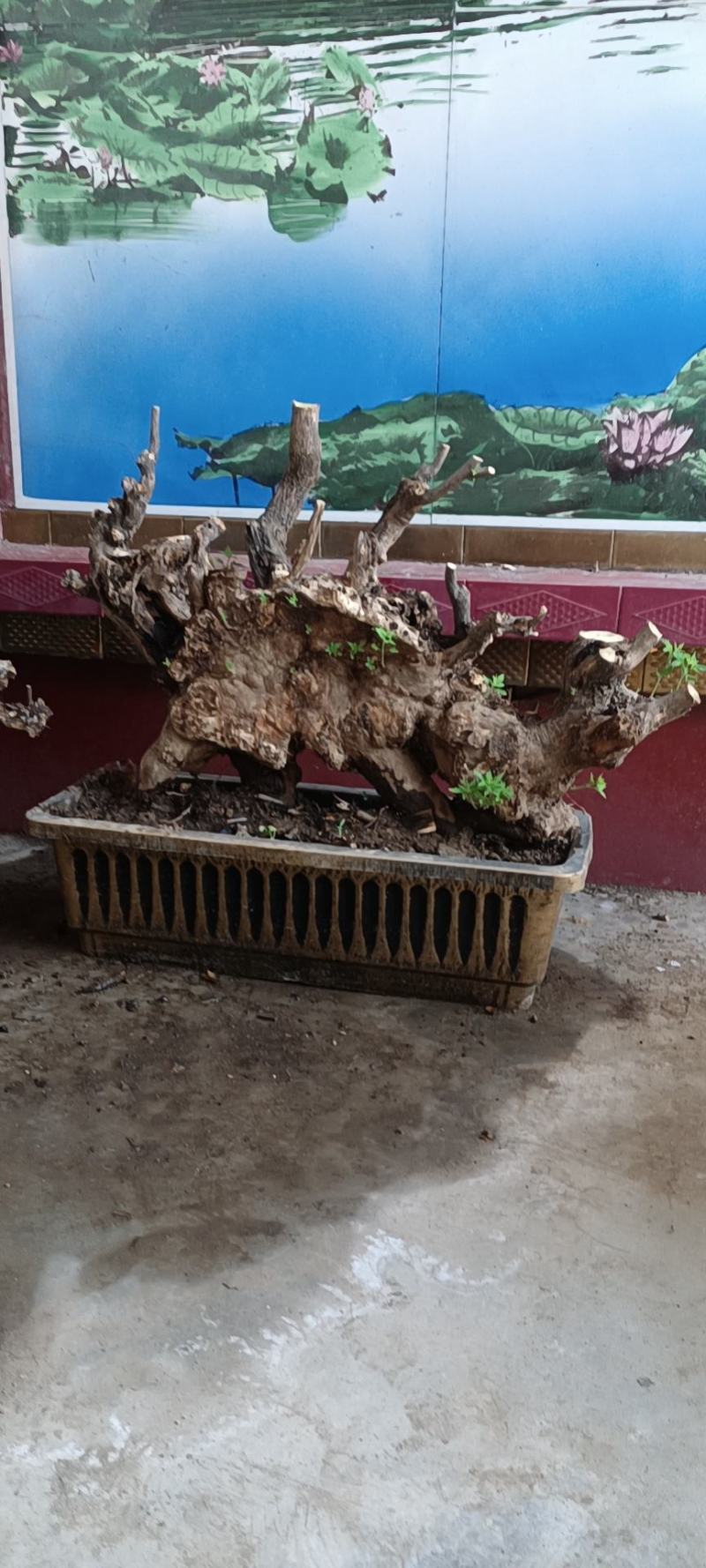 黄荆桩