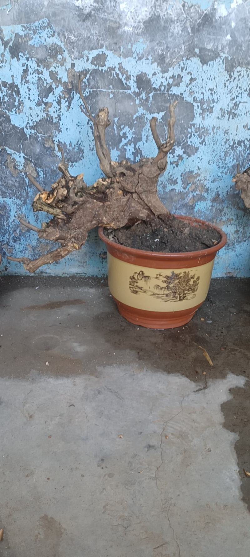 黄荆桩