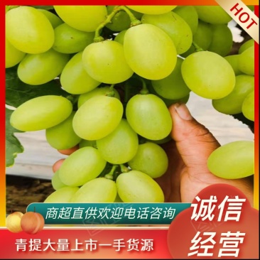 青提葡萄大量上市欢迎老板电话咨询，可视频看货