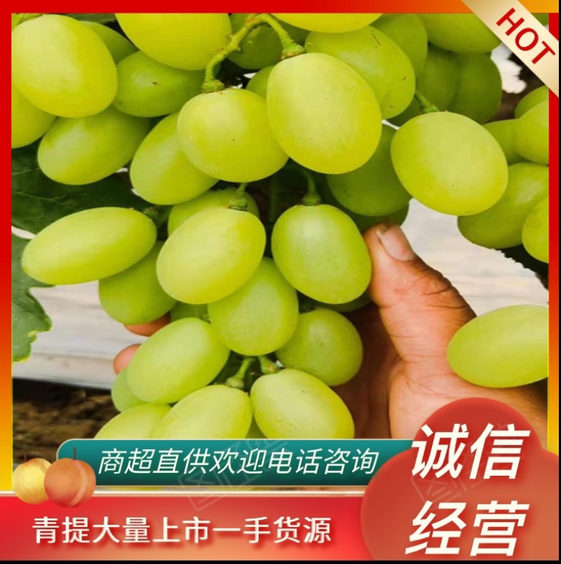 乒乓球青提上市中，一手货源，商超直供，可视频看货
