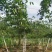 八月瓜