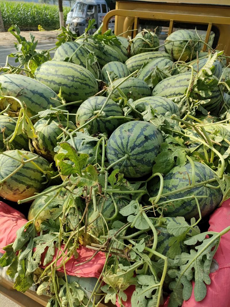 河南省夏邑县冠龙西瓜，4斤打底，一茬瓜，基地，包熟，