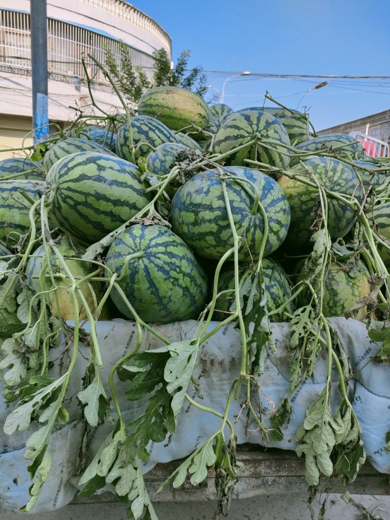 河南省夏邑县冠龙西瓜，4斤打底，一茬瓜，基地，包熟，