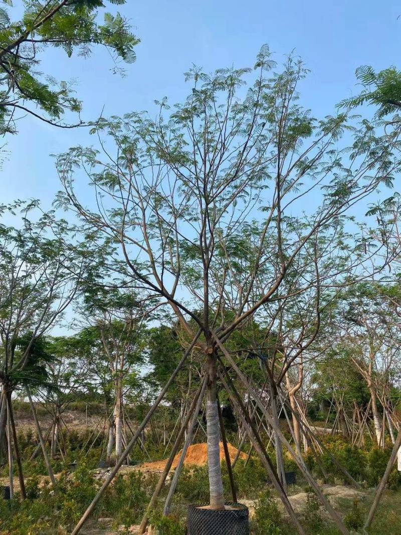 广东普宁全冠凤凰木，各种规格，基地直销，量大从优，品质保