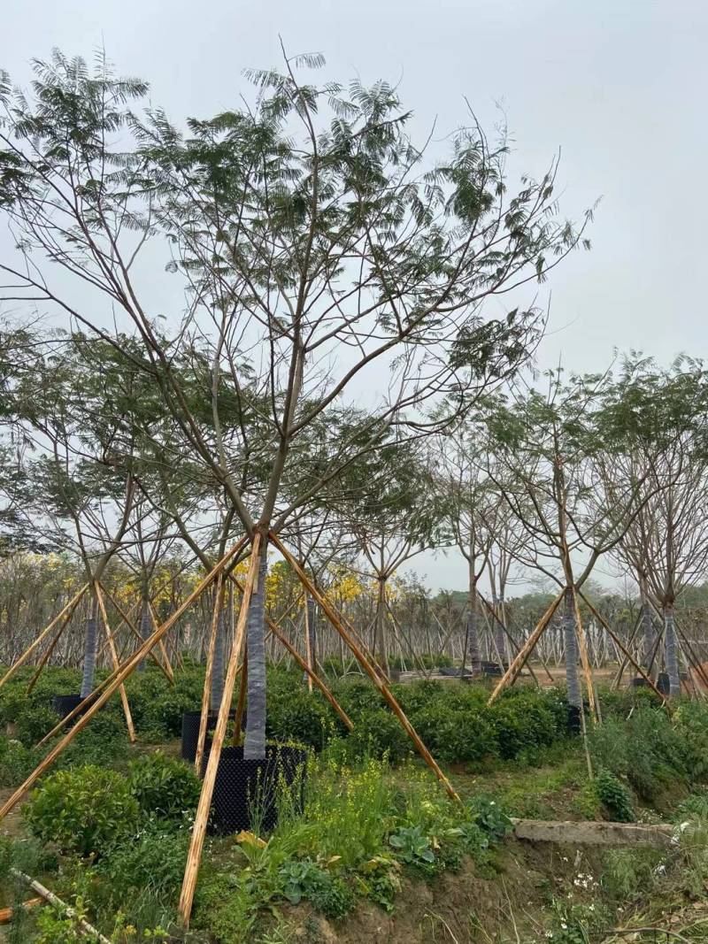 广东普宁全冠凤凰木，各种规格，基地直销，量大从优，品质保