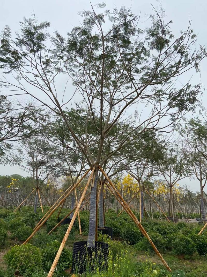广东普宁全冠凤凰木，各种规格，基地直销，量大从优，品质保
