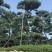 造型黑松造型油松基地造型景观松平顶松泰山迎客松