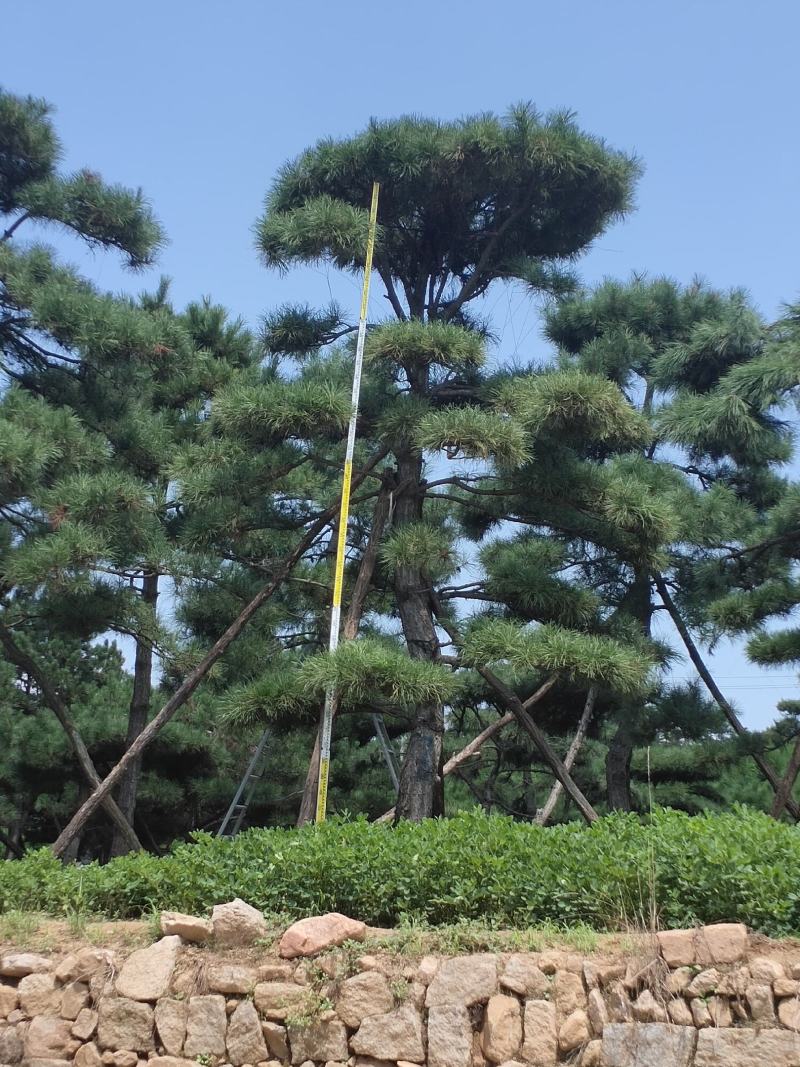 造型黑松造型油松基地造型景观松平顶松泰山迎客松