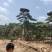 造型黑松造型油松基地造型景观松平顶松泰山迎客松